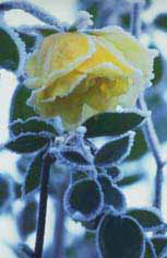 Frostbitten rose
